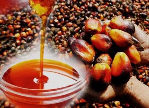 Minyak Sawit Merah Sumber Alami Karotenoid yang Penting untuk Tubuh