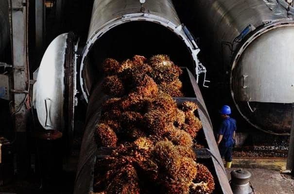 Harga CPO Berjangka Melemah di Bursa Malaysia, Tertekan Harga Minyak Mentah