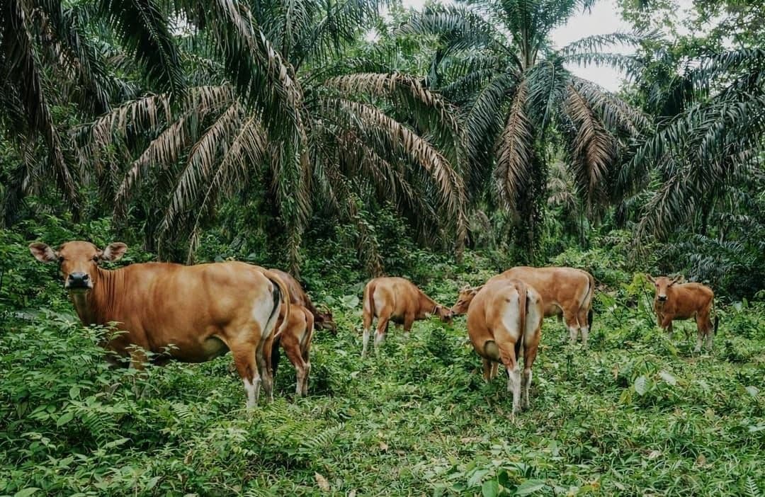 Sawit Disiapkan Jadi Basis Ketahanan Pangan, Pemerintah Genjot Integrasi Sapi di Kebun