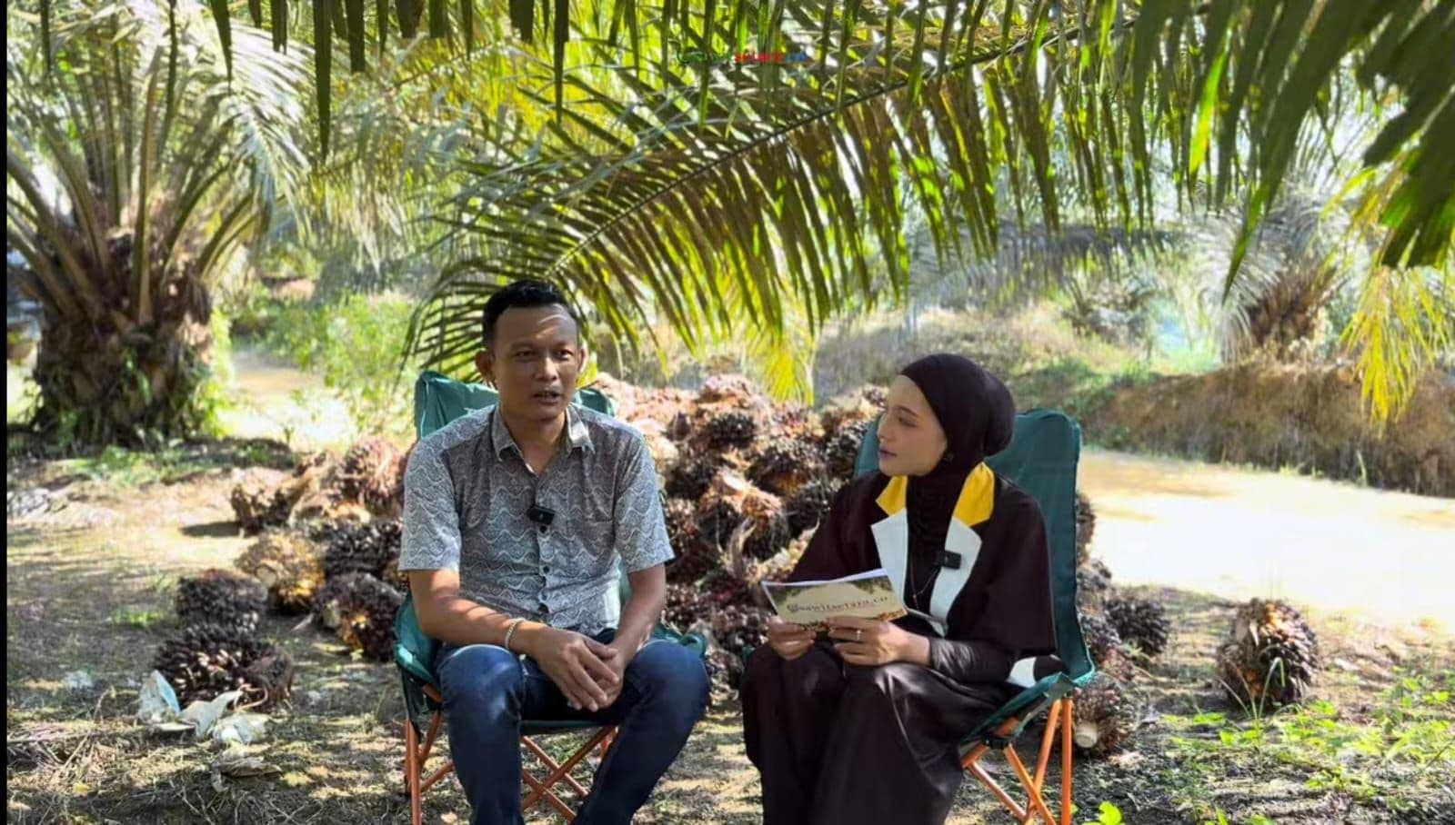 Bangkit dari Vakum hingga Sukses PSR, KUD Bukit Jaya Dharmasraya Kini Nikmati Lonjakan Produksi Sawit