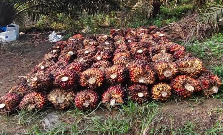 Harga TBS Sawit Sumsel Turun Tipis pada Periode II Mei 2026, Dipicu Pelemahan CPO Global