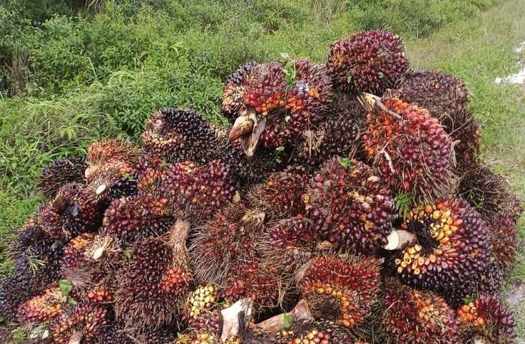 Harga TBS Sawit Sumbar Periode 15–21 Juni 2026 Menguat, Naik Hingga Rp104/Kg Dibanding Pekan Sebelumnya