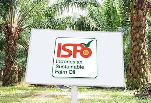 Kurang dari 5 Persen Pelaku Usaha Sawit Kantongi ISPO, Petani Kecil Jadi Tantangan Utama