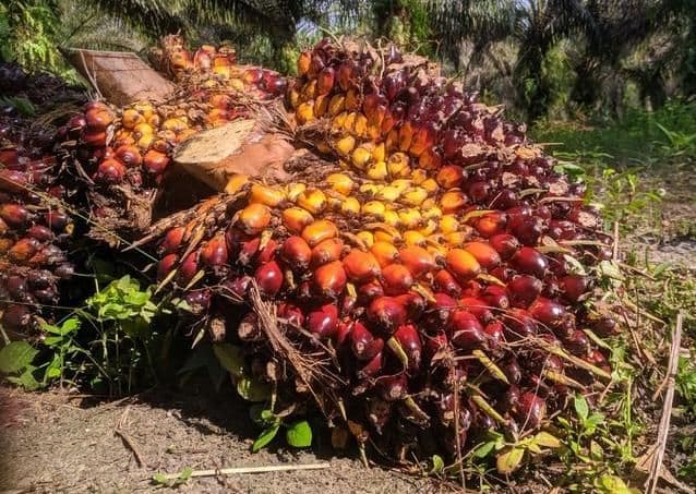 Harga TBS Kelapa Sawit Kemitraan Swadaya Riau Naik Rp11,28/Kg, Umur 9 Tahun Capai Rp3.707,61/Kg