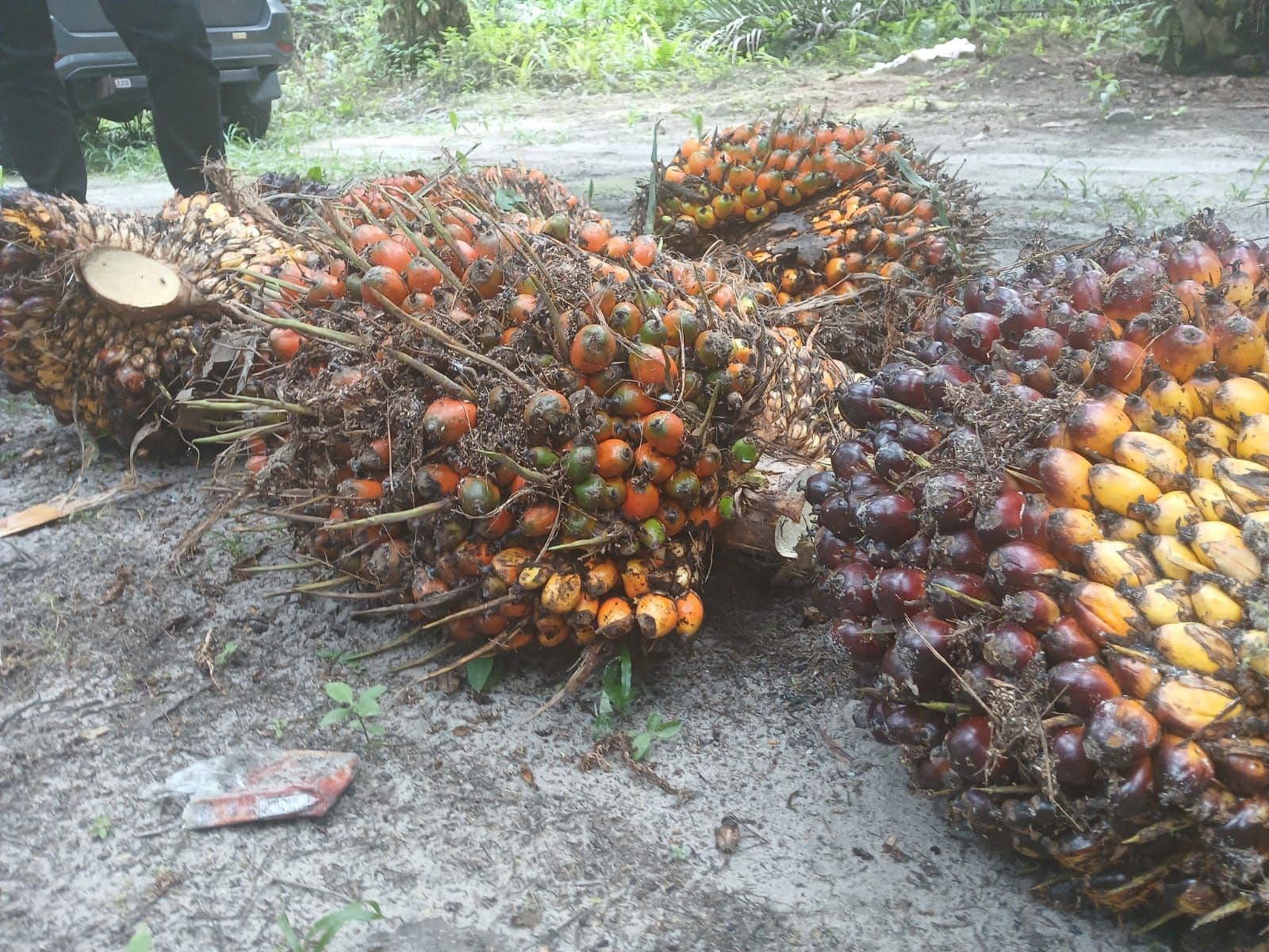 Harga TBS Kelapa Sawit Kemitraan Plasma Riau Periode 24–30 Juni 2026 Turun Tipis