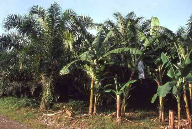 Mengapa Tumpangsari Pisang di Kebun Sawit Kurang Dianjurkan?