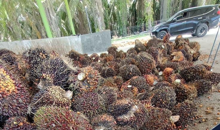 Harga TBS Sawit Aceh Naik, Wilayah Timur Tembus Rp3.622 per Kilogram
