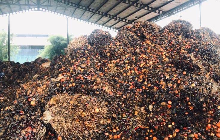 Harga TBS Sawit Menguat, Mayoritas Provinsi Catat Kenaikan