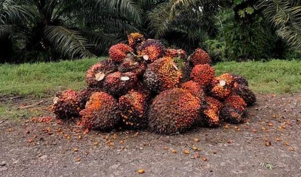 Harga TBS Kelapa Sawit Sumatera Selatan Periode II Juli 2026 Ditetapkan, Tertinggi Rp3.846,77/Kg