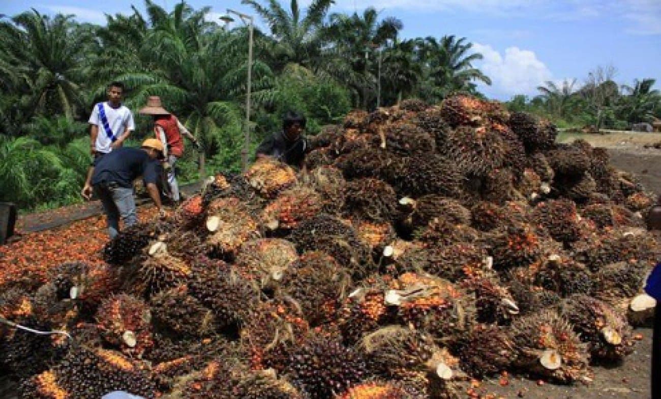 Pakistan Cetak Rekor Impor Minyak Sawit, Indonesia Tetap Jadi Pemasok Utama