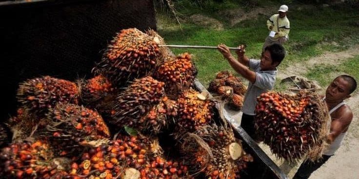 Harga TBS Sumsel Menguat, Tanaman 10–20 Tahun Tembus Rp3.891 per Kg
