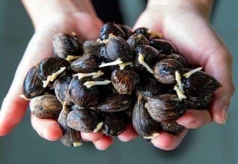 Lampung Perketat Benih Sawit, Penangkar Lokal Disertifikasi untuk Lindungi Petani