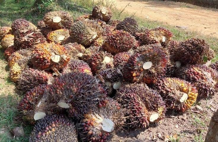Harga TBS Mitra Plasma Sumatera Utara Naik, Tertinggi Rp3.921 per Kilogram