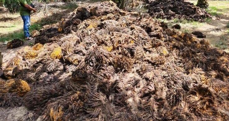 Tandan Kosong Sawit Dibidik Jadi Bahan Baku Bioetanol Generasi Kedua