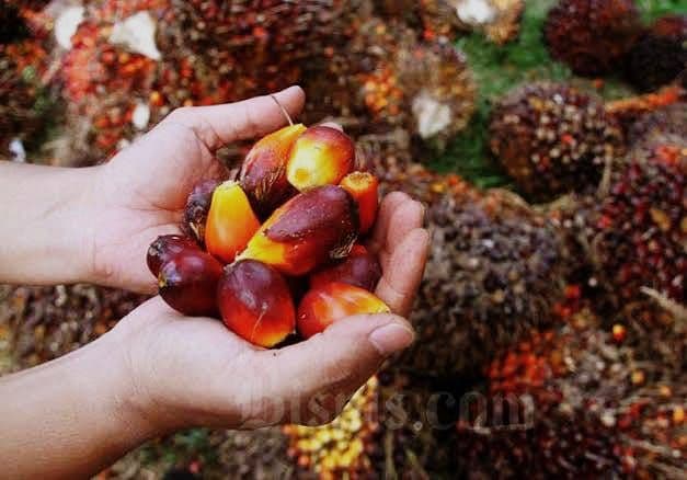 HUT Ke-81 RI Jadi Momentum Kebangkitan Petani Sawit Swadaya