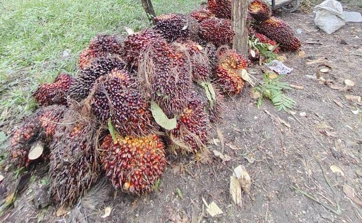 Harga TBS Sawit Jambi Naik Rp47,02 per Kg, Tembus Rp3.913,49