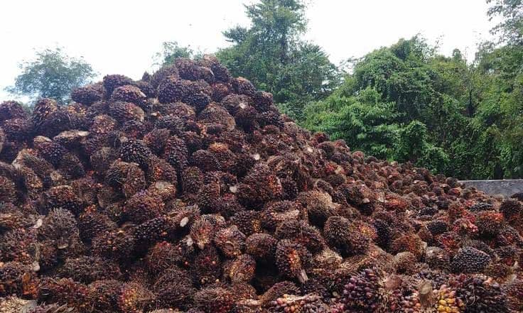Harga TBS Sawit Papua Barat Agustus 2026 Capai Rp3.104,56 per Kg