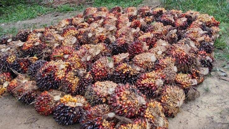 Harga TBS Sawit Sulawesi Tenggara Periode Kedua Agustus 2026 Turun, Plasma Tertinggi Rp3.397 per Kg