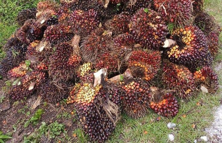 Harga TBS Sawit Riau Periode 2-8 September: Plasma Turun, Swadaya Naik