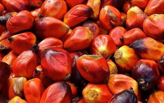 Daftar Harga TBS Sawit Lampung Periode II Agustus, Tertinggi Rp3.554 per Kilogram