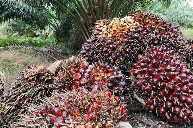 Daftar Harga TBS Sawit Kaltara Periode I September 2026