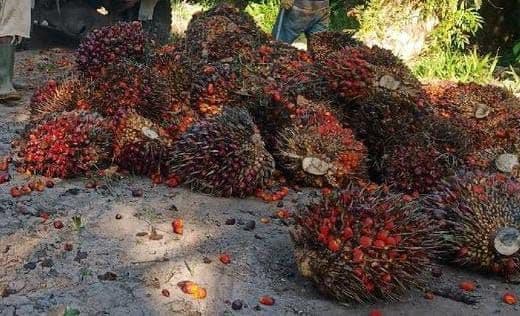 Harga TBS Sawit Papua Periode 16–31 Agustus 2026 Ditetapkan, Tertinggi Plasma Rp3.610,57 per Kilogram
