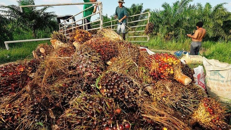 Harga TBS Sawit Swadaya Riau Naik, Umur 9 Tahun Jadi Rp3.943 per Kg