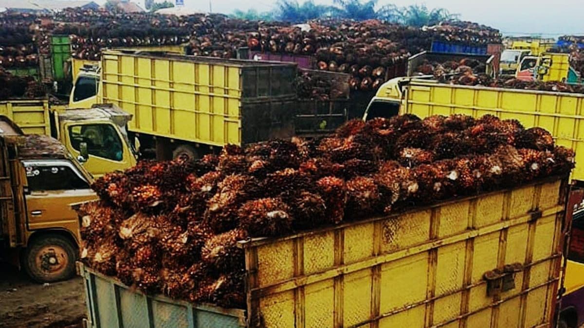 Produksi 47,5 Juta Ton CPO, Indonesia Diproyeksikan Jadi Produsen Sawit Terbesar Dunia 2026/2027