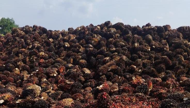 Harga TBS Sawit Nasional Masih Bertahan di Atas Rp3.500/kg