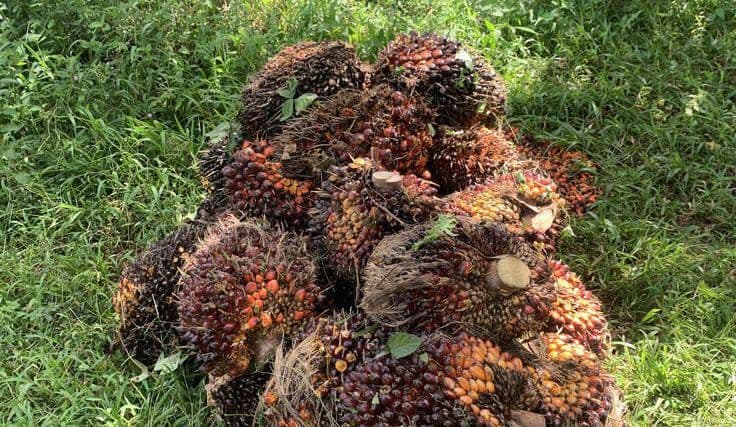 Harga TBS Kemitraan Swadaya Riau Periode 16–22 September 2026 Turun Rp31,22 per Kg