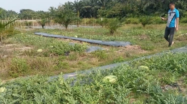 Sebelum Sawit Menghasilkan, Petani Singkil Panen Semangka di Lahan Tumpang Sari