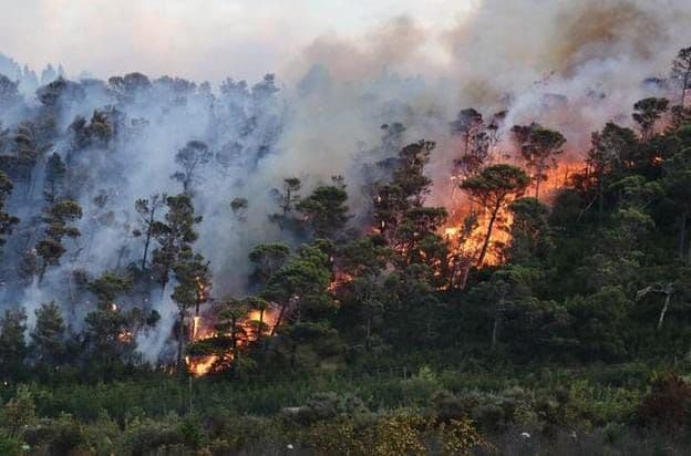 GAPKI Sebut Hotspot Karhutla Lebih Banyak di Luar Konsesi Sawit