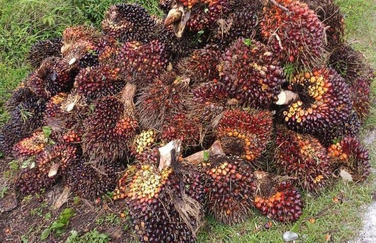 Harga TBS Sawit Sumut Periode 23–29 September 2026, Umur 10–20 Tahun Rp3.971 per Kg