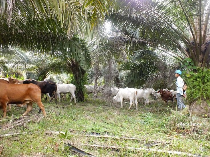 Kebun Sawit Dibidik Jadi Basis Swasembada Daging dan Susu, Zulhas Siapkan Integrasi Sapi