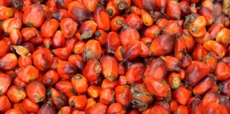 Periode 21-27 Oktober, Harga TBS Sawit Swadaya Riau Akhirnya Naik