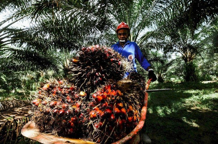 EUDR Dianggap Tantangan Sekaligus Peluang, Industri Sawit Diminta Beranjak dari Sikap Defensif